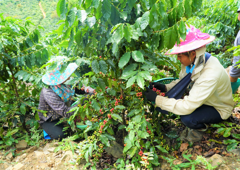 Locals harvest coffee in Quai To Commune, Dien Bien Province (Photo: baodienbienphu.vn) mt087092025-10-20-16-2025-10-25-16.jpg