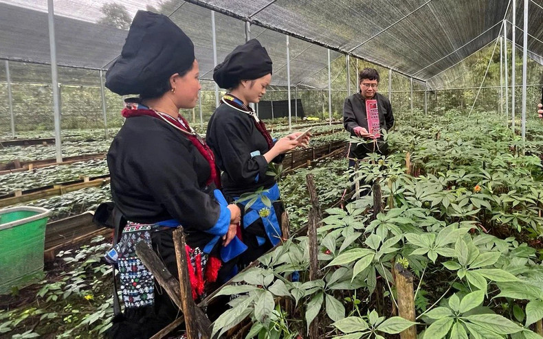 At a ginseng garden in Lai Chau Province lai-chau.jpg
