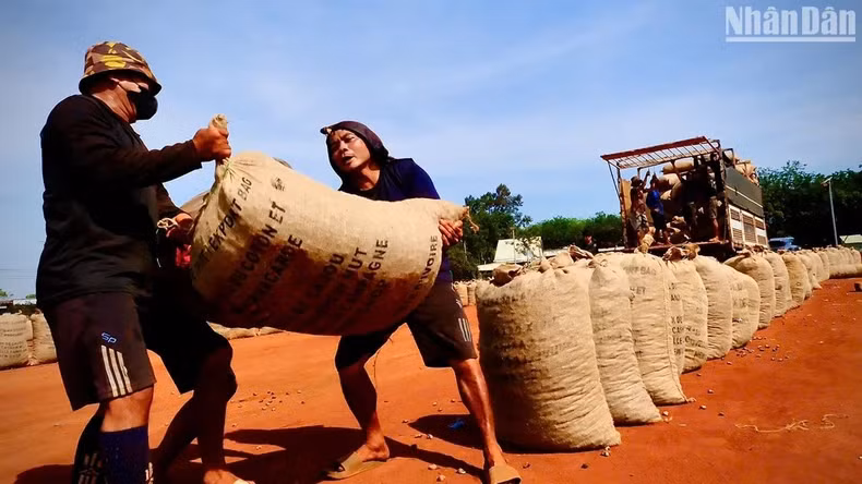 Each sack of dried cashew nuts weighs from 80 to100 kilogrammes Each sack of dried cashew nuts weighs from 80 to100 kilogrammes