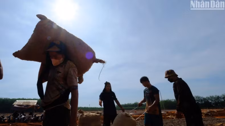 During the peak harvest period, hired teams drying the nuts charge around 400,000 VND per tonne. During the peak harvest period, hired teams drying the nuts charge around 400,000 VND per tonne.