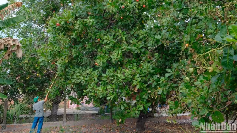 Farmers in Binh Phuoc Province harvest cashew. Farmers in Binh Phuoc Province harvest cashew.