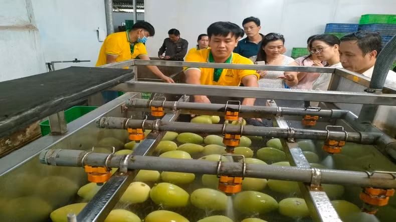 Processing mangoes for export at Kim Nhung Limited Company (Dong Thap province). Processing mangoes for export at Kim Nhung Limited Company (Dong Thap province).
