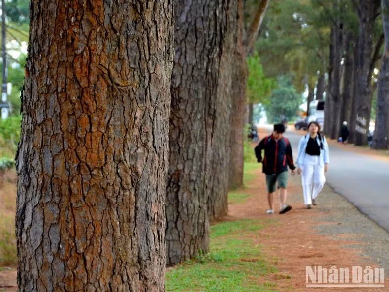 Young people often refer to the centuries-old pine trees as the "love road."