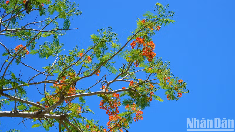 The flamboyant tree road will continue to shine throughout the summer days.
