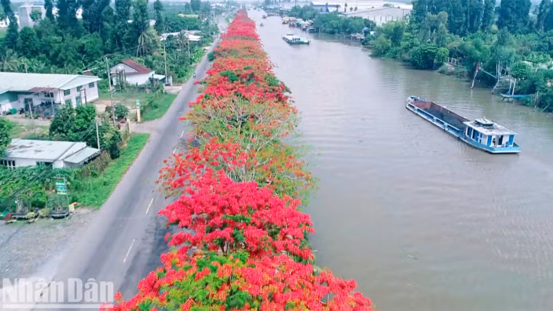 High view of the blooming flamboyant trees.