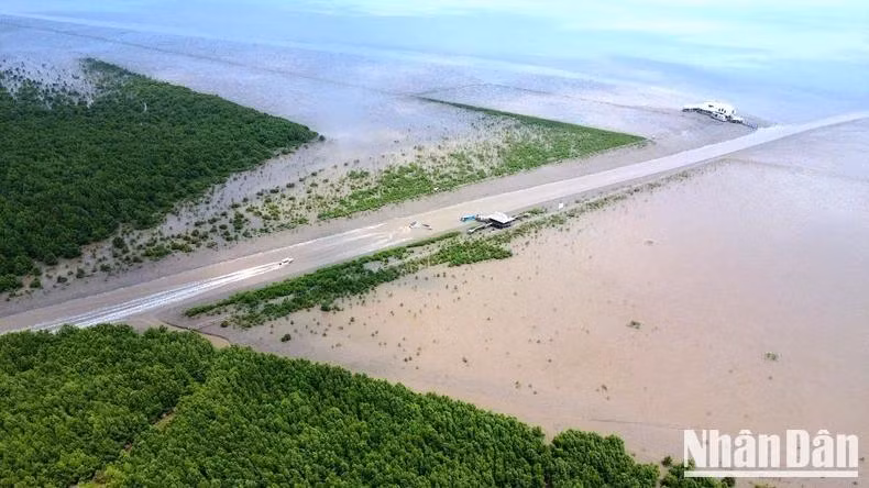 A corner of the green space in the alluvial area of the Ca Mau Cape National Park. (Illustrative photo)