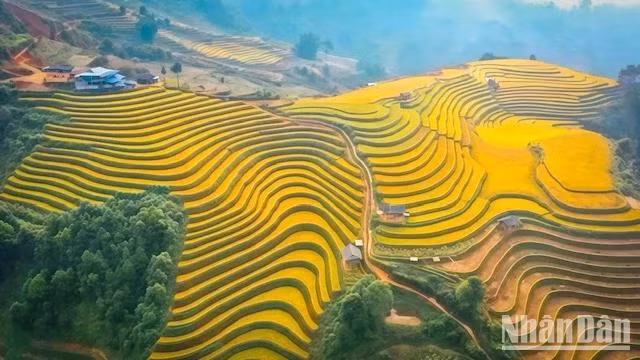 Golden season in Mu Cang Chai