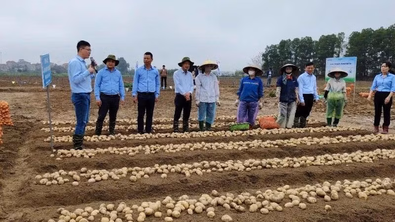 Technical staff and farmers exchange experiences on sustainable potato cultivation at the PepsiCo Learning Centre (Que Vo, Bac Ninh). (Photo: Minh An)