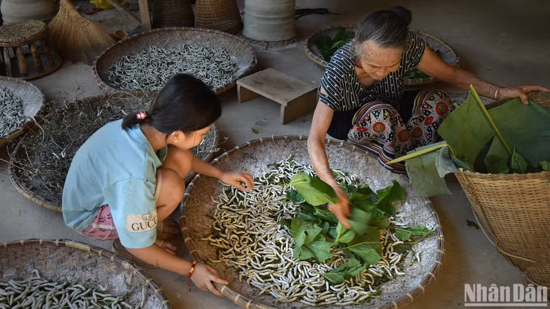 Feeding silkworms with mulberry leaves. (Photo: VU LINH) Feeding silkworms with mulberry leaves. (Photo: VU LINH)