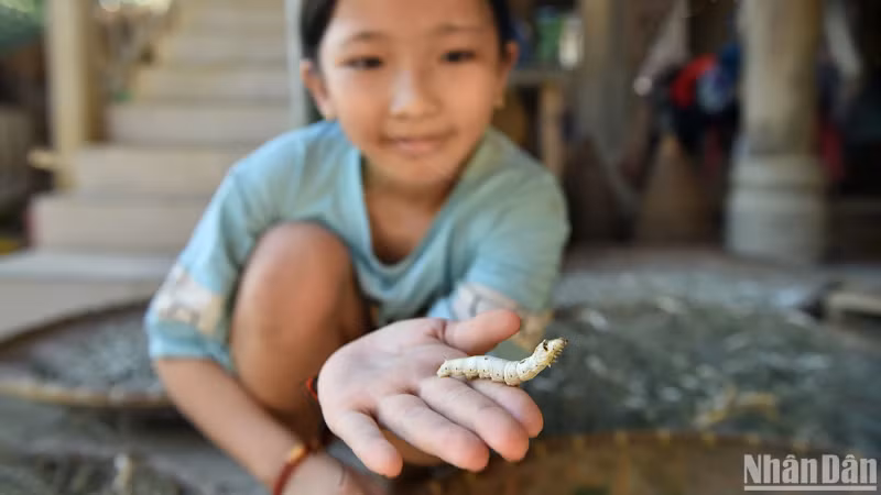 A young child carrying forward the family’s sericulture tradition. (Photo: VU LINH) A young child carrying forward the family’s sericulture tradition. (Photo: VU LINH)