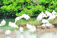 Many rare bird species have chosen Xuan Thuy National Park as a stopover on their migratory journey.