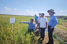 Ambassador Le Quang Long (far right) visits and reviews the implementation results of the Viet Nam–Cuba rice production development project (Phase 5) at José Martí Farm, Calimete District, Matanzas Province. (Photo: Embassy of Viet Nam in Cuba)