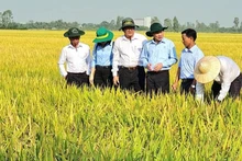 Farmers in Can Tho cultivate low-emission rice, adapting to climate change.