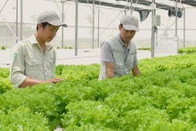 In 2025, fruit and vegetable export turnover surpassed 8.5 billion USD for the first time, rising by nearly 20 percent thanks to deep processing strategies and market opening.