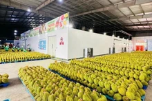 Durian exports recorded strong growth in 2025.