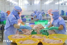 Workers process tra fish for export. (Photo: VNA)