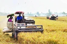 Farmers in My Thanh commune, Dong Thap province harvest the 2025–2026 winter-spring rice crop.