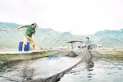 An aquaculture model operates at the Bay Tuyen Clean Fish Cooperative in Hoa Binh Ward, Phu Tho Province. (Photo: BAO LONG)