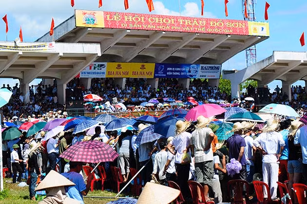 Buffalo fighting festival generates excitement among crowds in Hai Phong ảnh 3