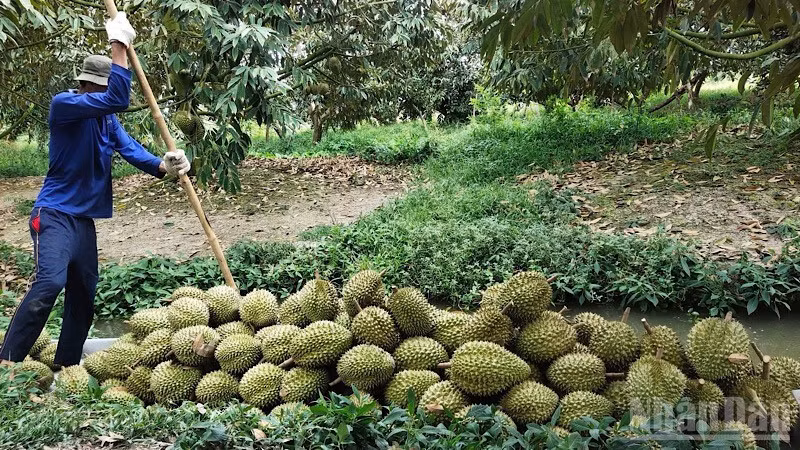 Farmers in Can Tho harvest durians for export to China. (Photo: THANH TAM)