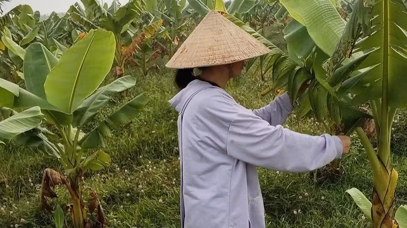 Nguyen Thanh Diem inspects and takes care of seeded banana plants at her farm in An Nhon Tay Commune. (Photo provided by the subject)