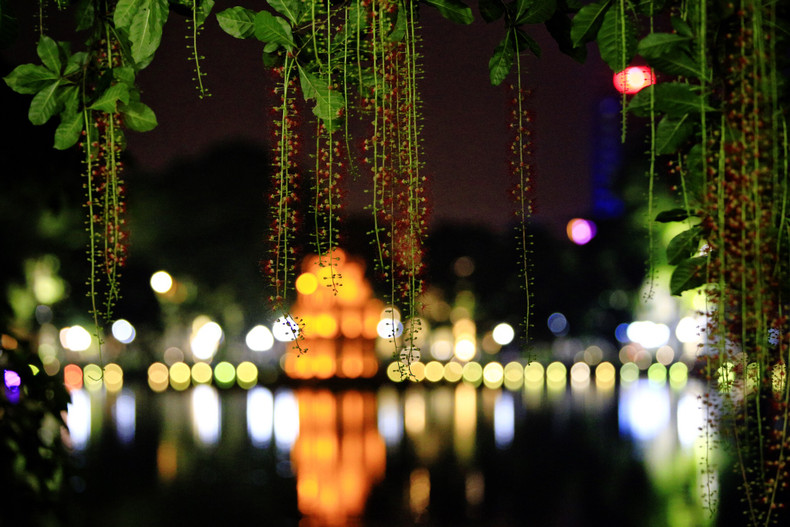 Red carpets of freshwater mangrove flowers ảnh 1
