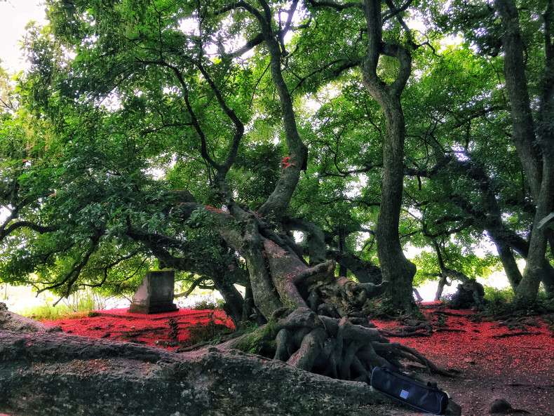 Red carpets of freshwater mangrove flowers ảnh 5