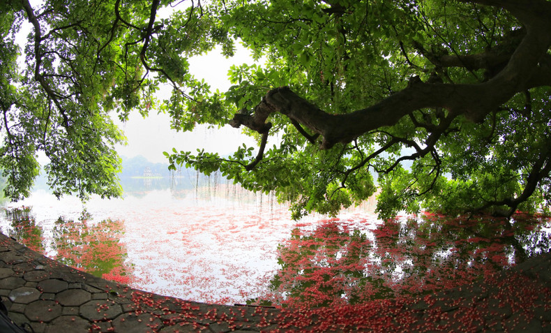 Red carpets of freshwater mangrove flowers ảnh 3
