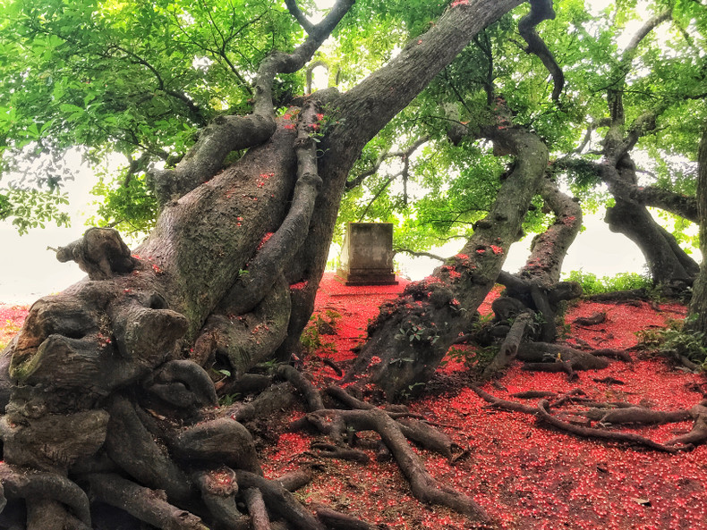 Red carpets of freshwater mangrove flowers ảnh 6