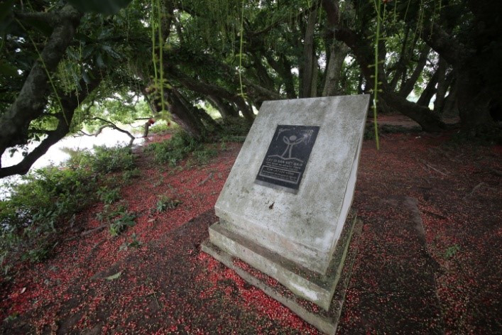 Red carpets of freshwater mangrove flowers ảnh 8