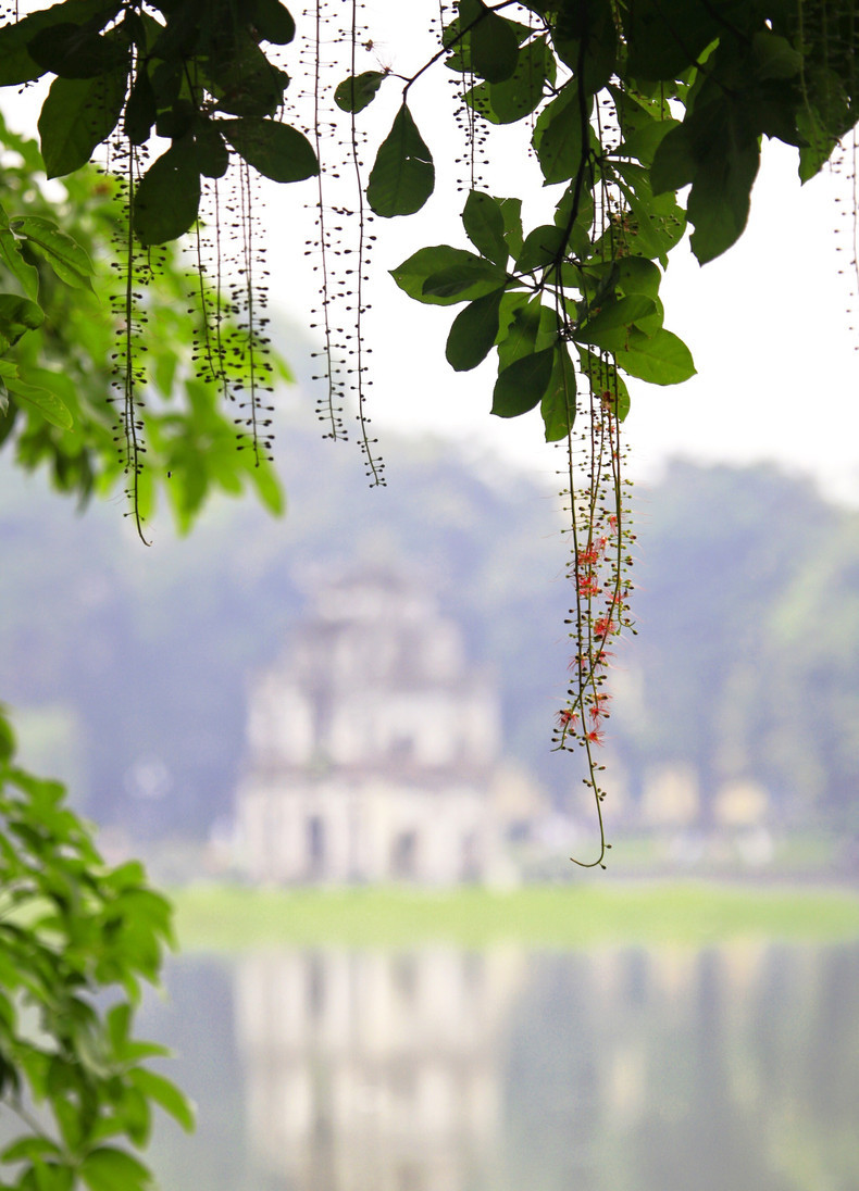 Red carpets of freshwater mangrove flowers ảnh 2