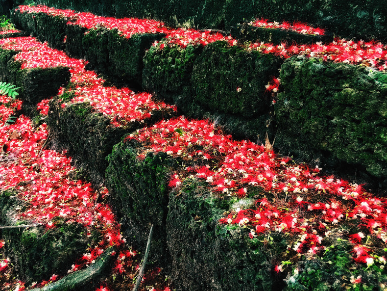Red carpets of freshwater mangrove flowers ảnh 4