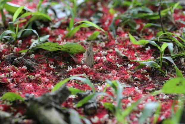 Red carpets of freshwater mangrove flowers ảnh 9