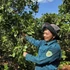 Farmers in Phu Rieng Commune (Dong Nai Province) tend cashew trees during the flowering period.