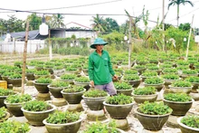 Nguyen Duc Khanh (Hoi An Dong Ward, Da Nang) tends to chrysanthemum pots after the floods.