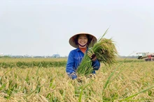 Viet Nam’s rice sector must strive to produce responsible, high-value products that serve consumers while securing the industry's future.