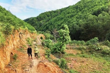 Forest owners are currently unable to trade carbon credits due to the absence of specific policy provisions.