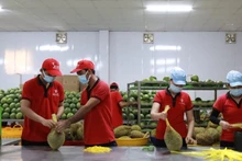 Workers package fruit for export at Vina T&T Group. (Photo: MINH ANH)