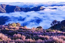 Ta Chi Nhu is renowned for its vibrant ‘chi pau’ purple flowers, which bloom from September to mid-October, transforming the landscape into a mesmerising canvas.