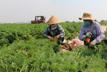 Harvesting carrots in Cao Duc Commune (Bac Ninh Province).
