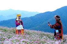 The Buckwheat Flower Festival is scheduled to open on the evening of November 29.