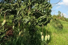 Fruit cultivation model under Viet Nam–Australia cooperation. (Photo: Australian Embassy in Viet Nam) 