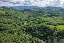 Tien An Bat Cave is located under the forest canopy in Hamlet 3, Tien An Commune, the former Tien Phuoc District.