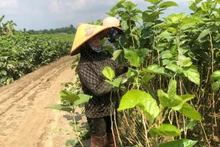 Farmers in Quy Mong Commune, Lao Cai Province have restored their mulberry-growing areas after the flooding.