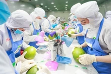Technical processing of pomelos before export at Chanh Thu Fruit Import-Export Group Joint Stock Company. (Photo: Minh Anh)