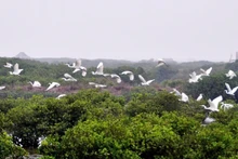 Xuan Thuy National Park is often dubbed as the “international bird station.”