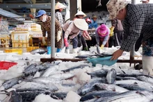 VASEP recommends that, to safeguard the interests of domestic seafood harvesting and aquaculture enterprises against NOAA’s decision, urgent short-term and long-term coordination measures are needed from the government and relevant ministries.