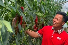 Farmers in Moc Chau (Son La) access high technology under the framework of the “Smart agriculture for future generations” project.