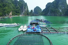 Aquaculture model using modern marine farming technology combined with experiential tourism in Quang Ninh. (Photo: Phu Van)