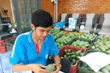 A member of the Cu Lao Gieng GAP Cooperative labels exported mangoes with traceability tags. (Photo: Nhan Dan)